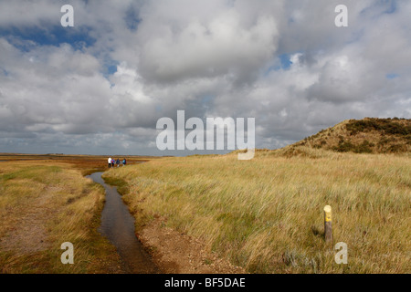 Salzwiesen im Naturschutzgebiet De Slufter, Texel, Holland, Niederlande, Europa Stockfoto