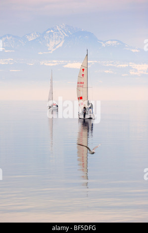 Zwei Yachten am Lac Leman (Genfer See) im Winter. Möve im Vordergrund. Die Yachten sind der Klasse "Überraschung" Stockfoto