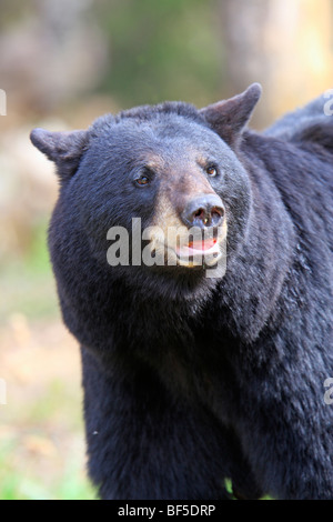 Amerikanische Schwarzbären (Ursus Americanus). Erwachsene männlich, Porträt. Stockfoto