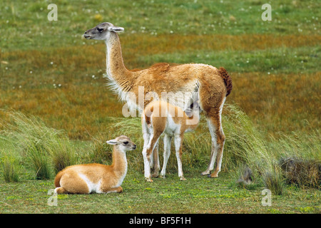 Guanakos (Lama Guanicoe) mit jungen, Torres del Paine Nationalpark, Patagonien, Chile, Südamerika Stockfoto