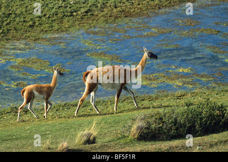 Guanako (Lama Guanicoe) mit jungen, Torres del Paine Nationalpark, Patagonien, Chile, Südamerika Stockfoto