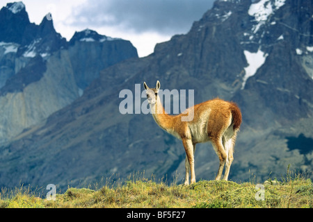 Guanako (Lama Guanicoe), mit Cuernos del Paine, Paine Berge, Torres del Paine Nationalpark, Patagonien, Chile Stockfoto