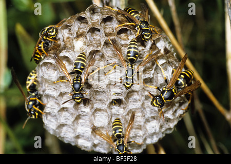 Wespen (Pollistes Nimpha) am Nest, Deutschland, Europa Stockfoto