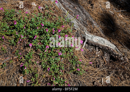 Mountain Pride (Penstemon Newberryi) wächst in Kiefernwälder in den Sierras in der Nähe von Lake Tahoe Stockfoto