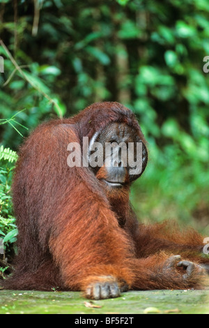 Orang-Utan (Pongo Pygmaeus), Männlich, Camp Leakey, Tanjung Puting Nationalpark, Borneo, Asien Stockfoto