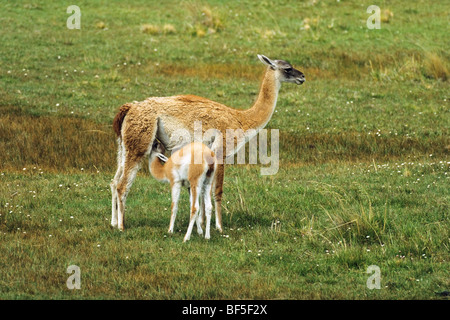 Guanako (Lama Guanicoe) mit jungen, Torres del Paine Nationalpark, Patagonien, Chile, Südamerika Stockfoto