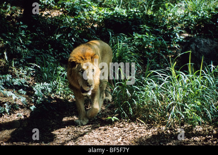 Asiatische Löwe (Panthera Leo Persica), Männlich, Indien, Asien Stockfoto
