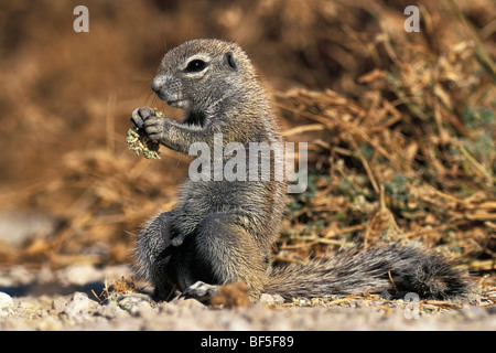 Kap-Borstenhörnchen (Xerus Inauris), Namibia, Afrika Stockfoto