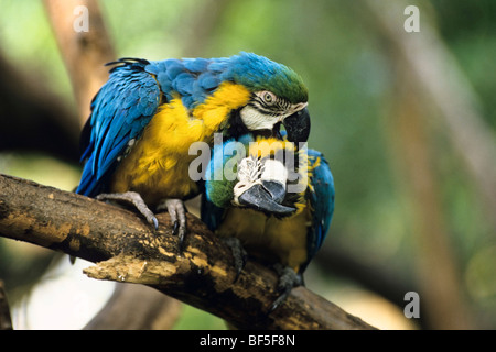 Blau-gelbe Aras (Ara Ararauna), koppeln, Fellpflege, Südamerika Stockfoto