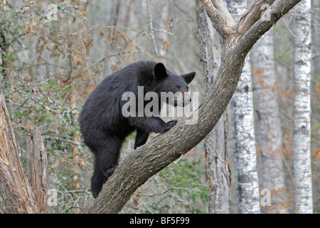 Amerikanische Schwarzbären (Ursus Americanus). Jährling 1 Jahr und eine Hälfte alt ein Kletterbaum zu sichern. Stockfoto