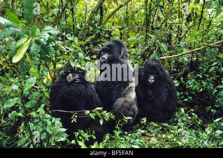 Mountaingorillas (Gorilla Beringei), Virunga-Nationalpark, Zaire, Afrika Stockfoto