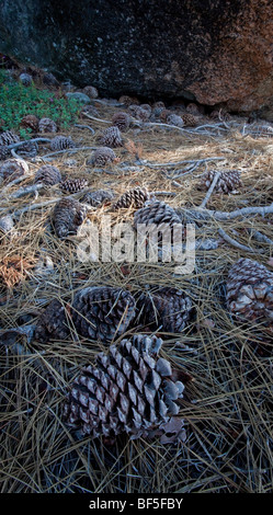 Tannenzapfen und Nadeln auf dem Wald Floor, Sierras, Kalifornien Stockfoto