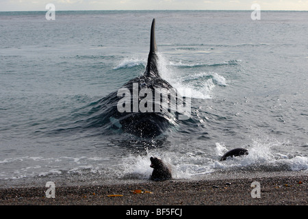 Orca-Wal (Orcinus Orca). Männlich, Angriff auf eine junge südlichen Seelöwe (Otaria Flavescens, Otaria Byronia) am Strand. Stockfoto