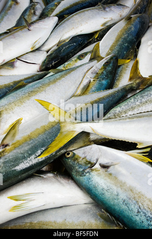 Nahaufnahme von Netto voller frisch gefangenen Yellowtail Amberjack Fische Kapstadt Stockfoto