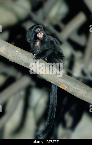 Die Goeldi Marmoset (Callimico Goeldi), Südamerika Stockfoto