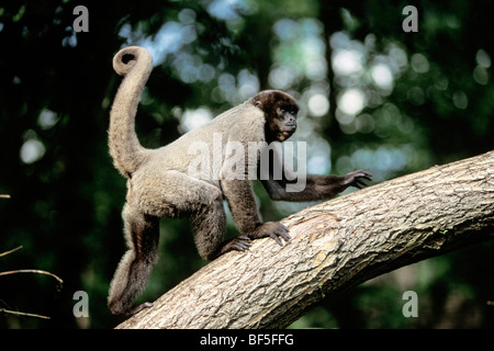 Gemeinsamen Woolly Monkey (Lagothrix Lagotricha), Südamerika Stockfoto