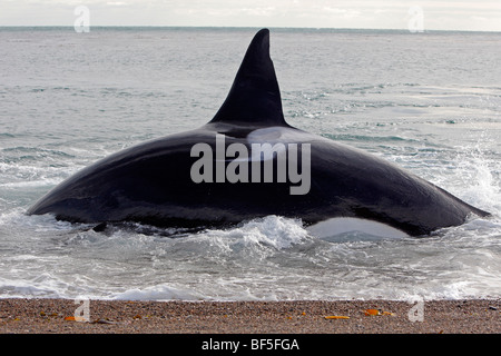 Orca-Wal (Orcinus Orca). Bull-Rückkehr zum Meer nach dem Angriff eine südliche Seelöwen Stockfoto