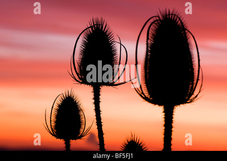 Karde Samenköpfe Silhouette gegen die untergehende Sonne Stockfoto