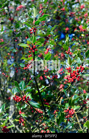 Rote Beeren in einer Stechpalme bush Stockfoto