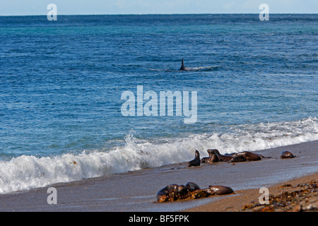 Orca-Wal (Orcinus Orca). Bull patrouillieren an einem Strand entlang um eine südliche Seelöwen zu fangen Stockfoto