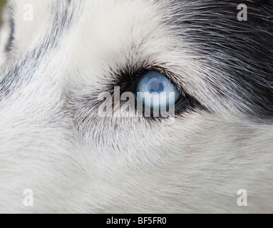 Siberian Husky, Ost-Island Stockfoto