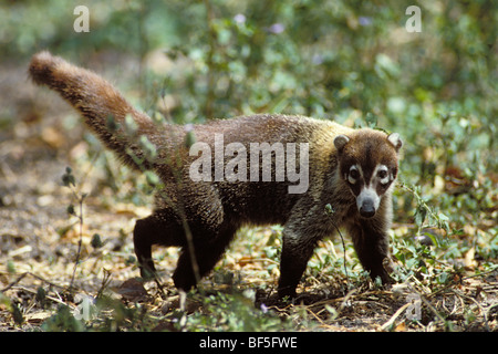 Nasenbär (Nasua Narica), Costa Rica, Mittelamerika Stockfoto