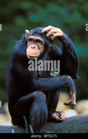 Schimpanse (Pan Troglodytes) kratzt seinen Kopf, Afrika Stockfoto