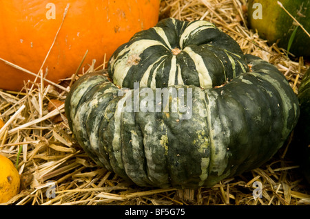 Türken-Turban oder Kappe, Cucurbita Maxi, Kürbis Stockfoto