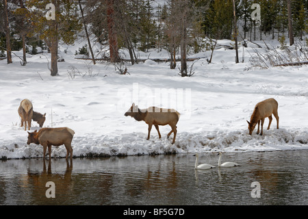 Elch, Wapiti (Cervus Elaphus Nelsoni, Cervus Canadensis). Hinds Nahrungssuche im Schnee. Stockfoto