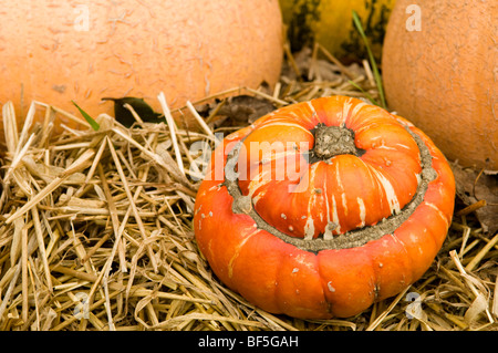 Bauernherbst-Anzeige der Kürbisse und Zucchini in Painswick Rokoko Gardens in Cotswolds Stockfoto