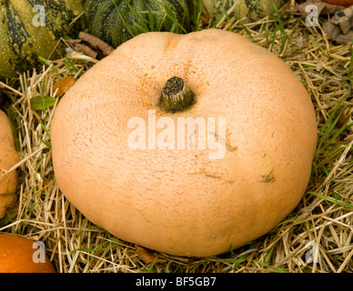 Bauernherbst-Anzeige der Kürbisse und Zucchini in Painswick Rokoko Gardens in Cotswolds Stockfoto