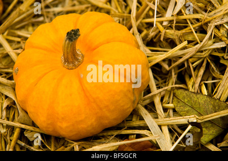 Bauernherbst-Anzeige der Kürbisse und Zucchini in Painswick Rokoko Gardens in Cotswolds Stockfoto