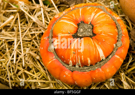 Bauernherbst-Anzeige der Kürbisse und Zucchini in Painswick Rokoko Gardens in Cotswolds Stockfoto