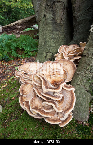 Riesige Polypore wachsen an der Basis eine Buche Meripilus giganteus Stockfoto