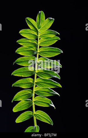 Schafgarbe (Achillea spec.) Blatt, Hintergrundbeleuchtung Stockfoto