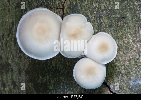 Porzellan, schleimige Buche Cap oder pochiertes Ei Pilz Oudemansiella mucida Stockfoto