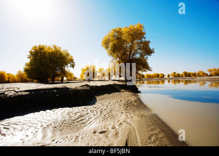 Tarim Euphrates Poplar National Nature Reserve, Xinjiang Uyghur autonome Region, China Stockfoto