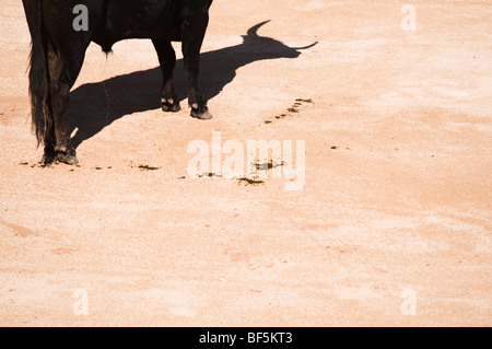 Bull und seinen Schatten auf sandigem Boden Stockfoto