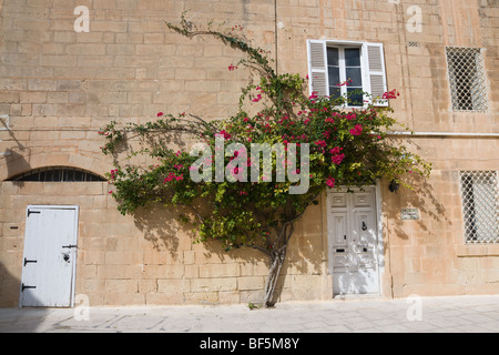 Großen Bougainvillea Baum wächst durch die Tür. Stockfoto