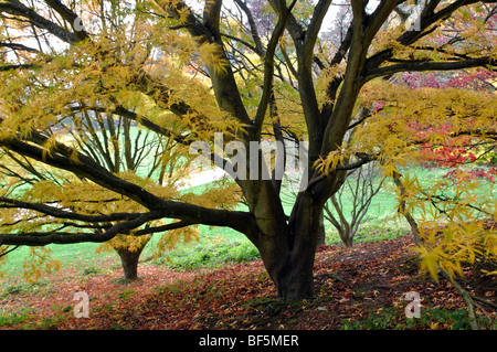 Acer Palmatum Linearilobum im Herbst bei zündeten Arboretum, Gloucestershire, England, UK Stockfoto