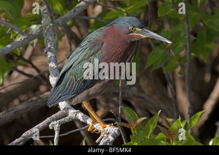 Grün-Heron (Butorides Virescens) Stockfoto