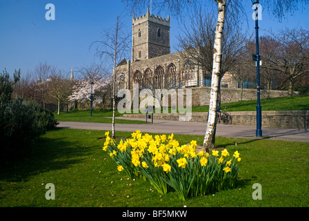 Narzissen und Ruinen von St. Peterskirche, Schlosspark, Bristol. Stockfoto