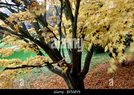 Acer Palmatum Sango Kaku im Herbst bei zündeten Arboretum, Gloucestershire, England, UK Stockfoto