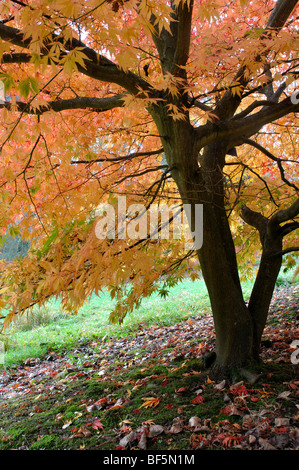 Acer Palmatum Elegans im Herbst bei zündeten Arboretum, Gloucestershire, England, UK Stockfoto