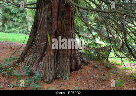 Sequoiadendron Giganteum bei zündeten Arboretum, Gloucestershire, England, UK Stockfoto