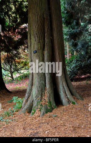 Thuja Plicata zündeten Arboretum, Gloucestershire, England, UK Stockfoto