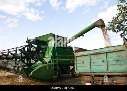 ein Mähdrescher ernten ein Feld Stockfoto