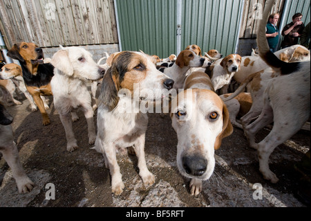 Hunde von der Dulverton Bauern Jagd bereit für den ersten Tag der Saison auf Exmoor, Großbritannien Stockfoto