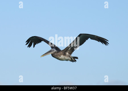 Brauner Pelikan (Pelecanus Occidentalis), unreif in Flug, Galapagos-Inseln, Ecuador, Südamerika Stockfoto