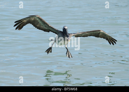 Brauner Pelikan (Pelecanus Occidentalis), unreif in Flug, Galapagos-Inseln, Ecuador, Südamerika Stockfoto